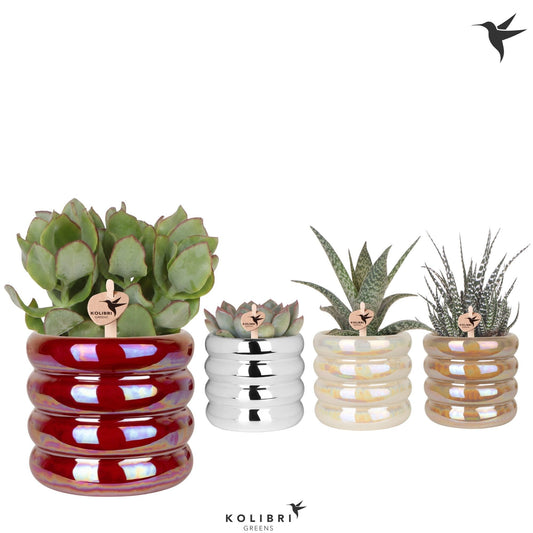 Succulent mix 22cm 9cm Pot