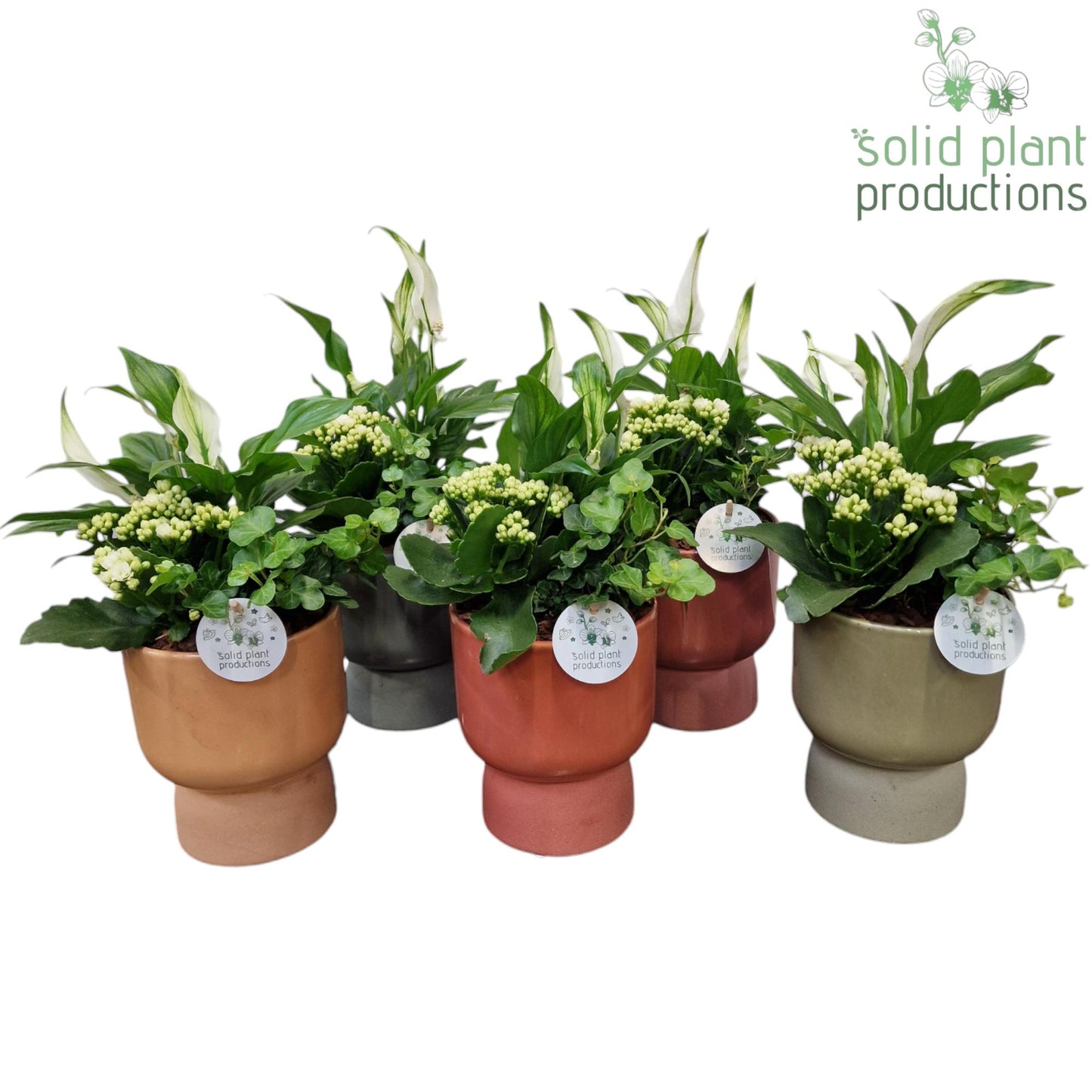 SH024 Mila Mix 40cm 14cm Pot