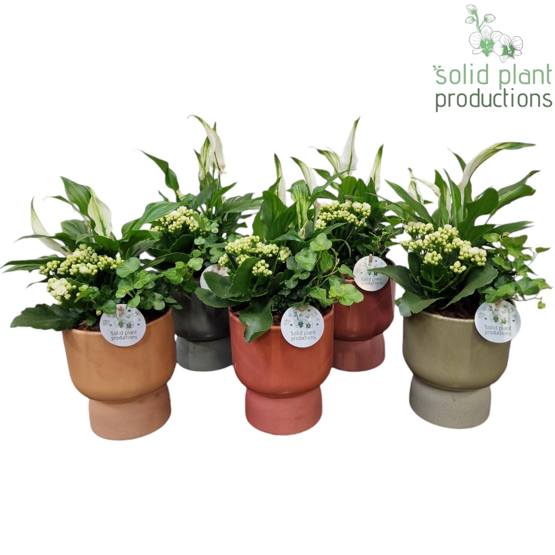SH024 Mila Mix 40cm 14cm Pot