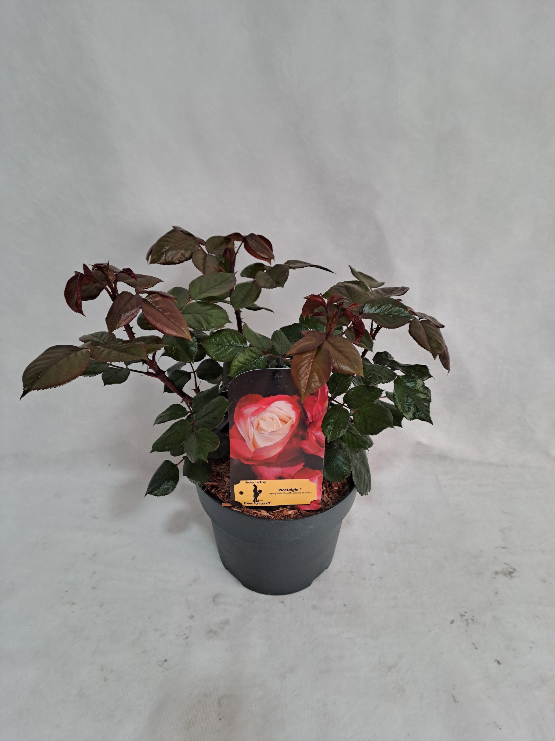 Rosa Hybrid 50cm 19cm Pot