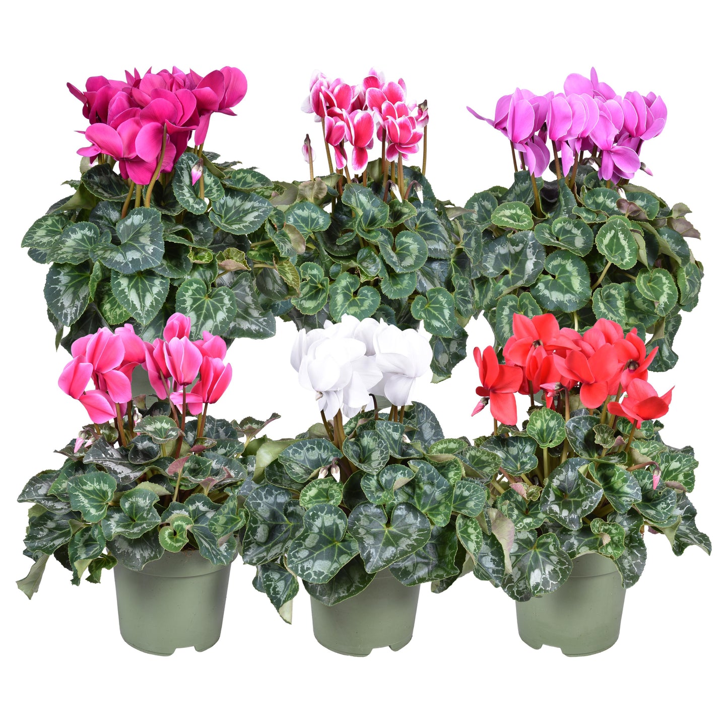 Cyclamen Halios mix 35cm 17cm Pot