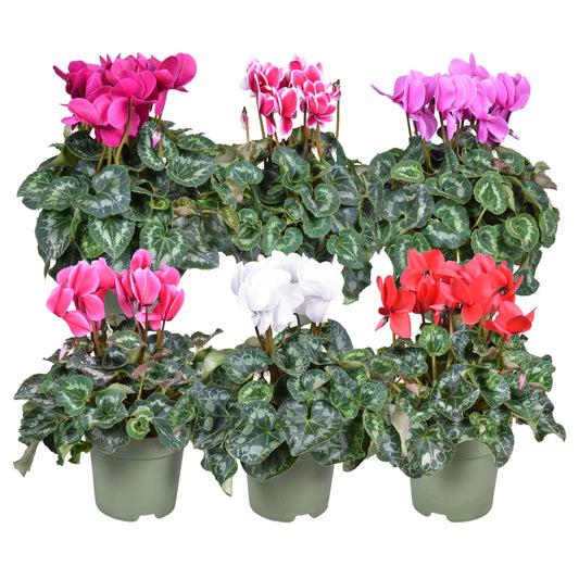 Cyclamen Halios mix 35cm 17cm Pot