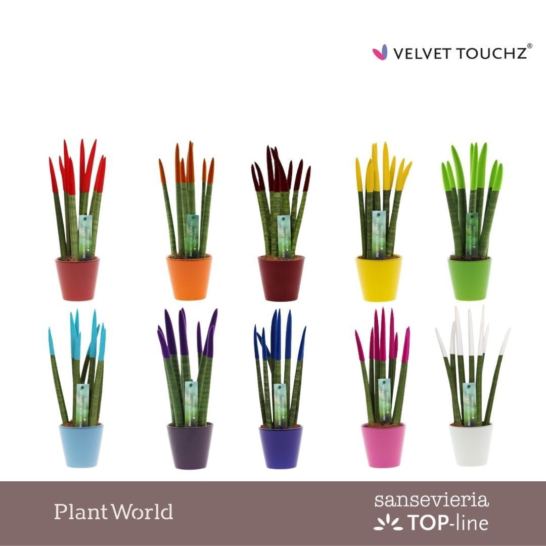 Sansevieria VELVET TOUCHZ 35cm 8.5cm Pot