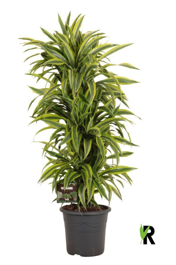 Dracaena fragrans Lemon Lime 145cm 32cm Pot