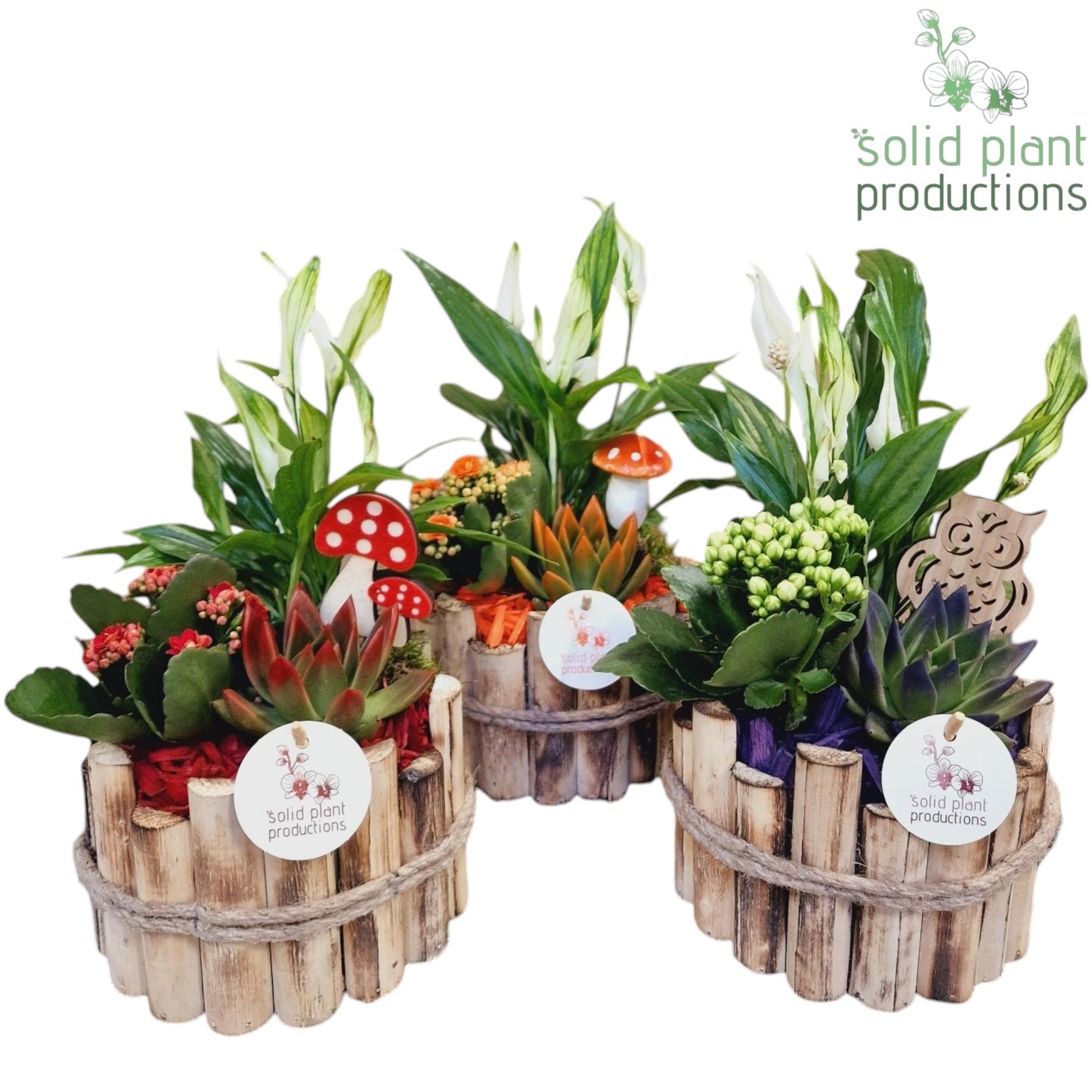 Solid Plant Productions HSE001 Milano Small Autumn Mix Pack of 3