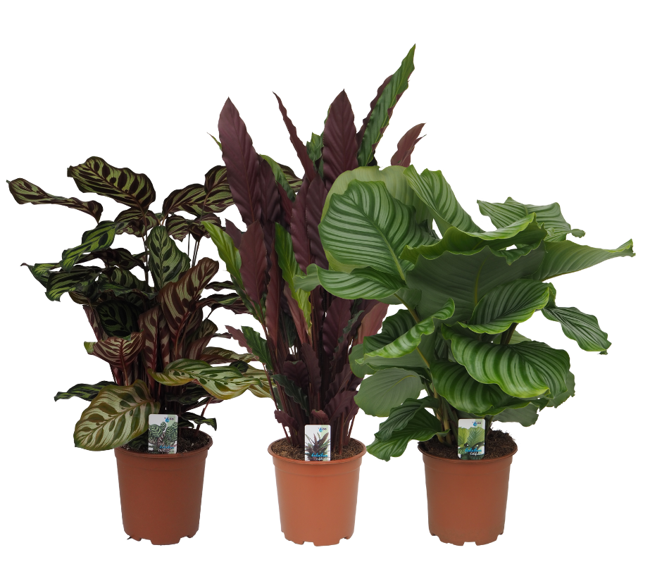 Calathea mix 60cm 19cm Pot