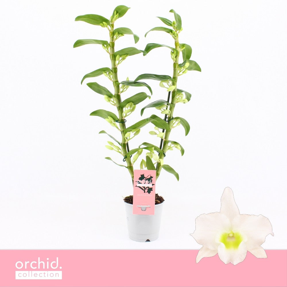 Dendrobium Apollon 50cm 12cm Pot