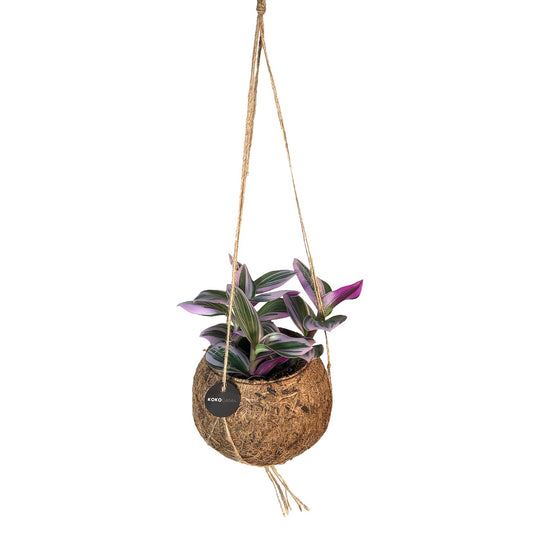 Kokoplant BV Tradescantia mix Pack of 8