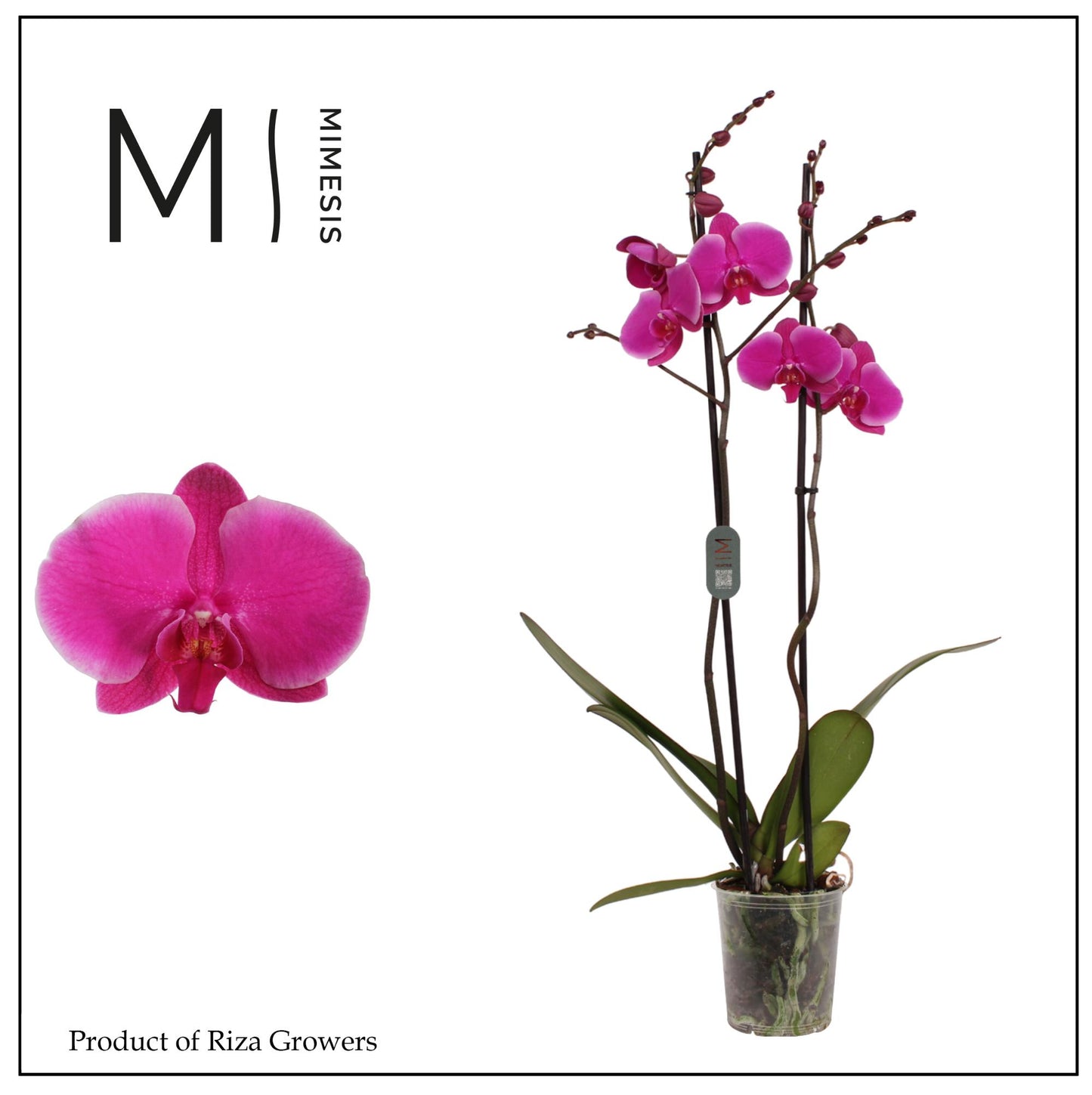 Phalaenopsis Johannesburg 80cm 12cm Pot