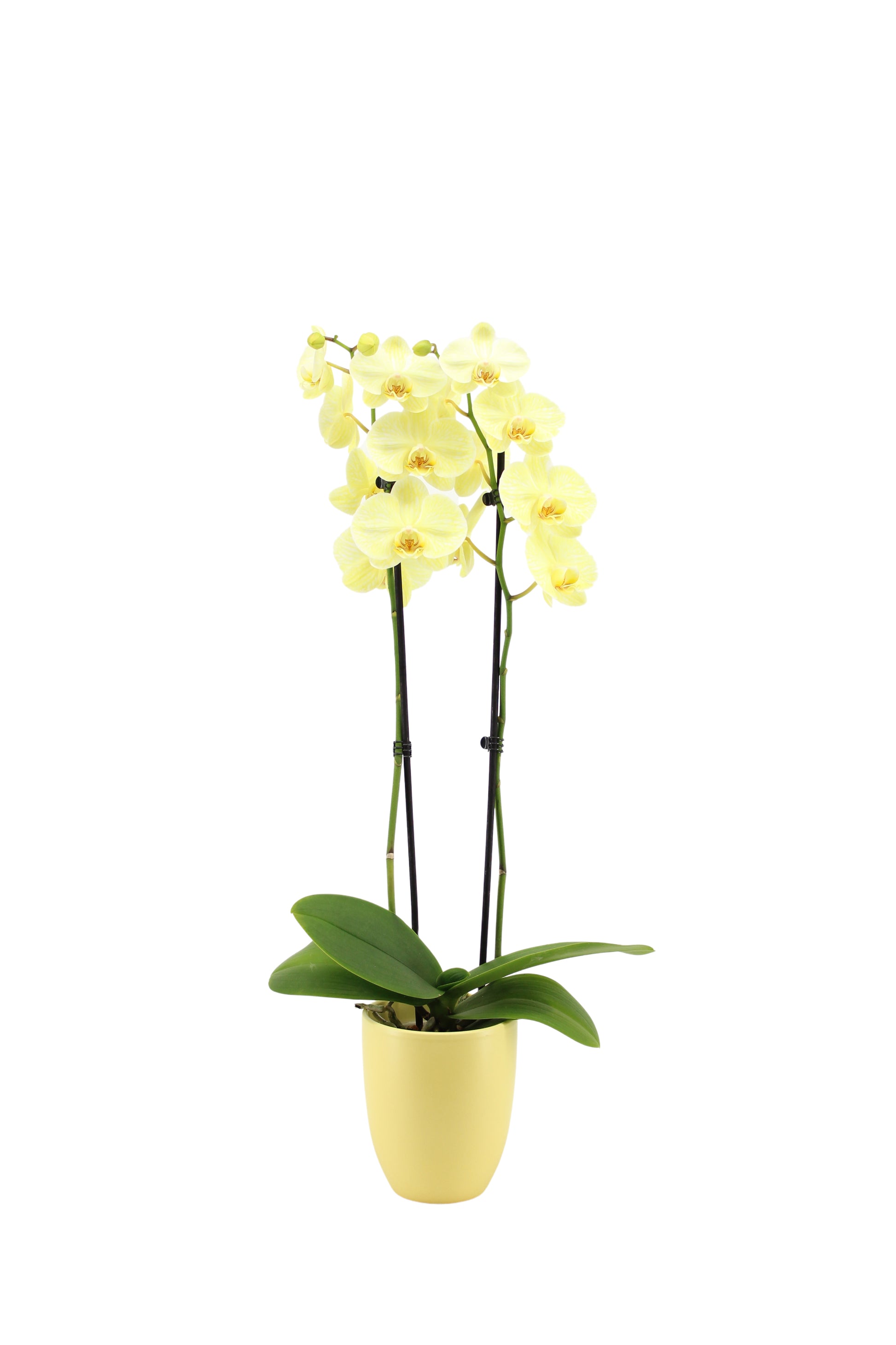 VG Colours Phalaenopsis Royal yellow Pack of 6