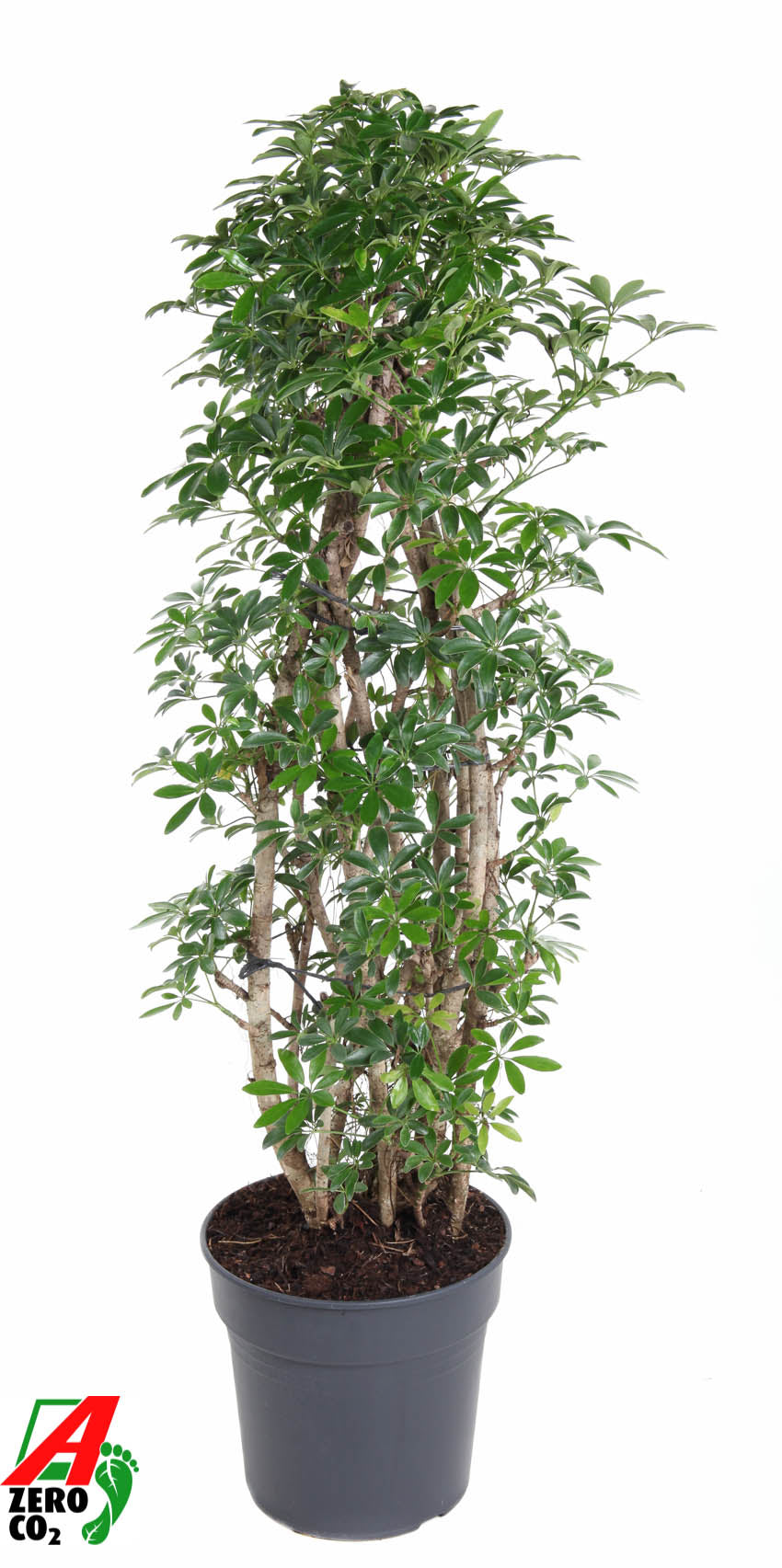 Schefflera Luseana 130cm 31cm Pot