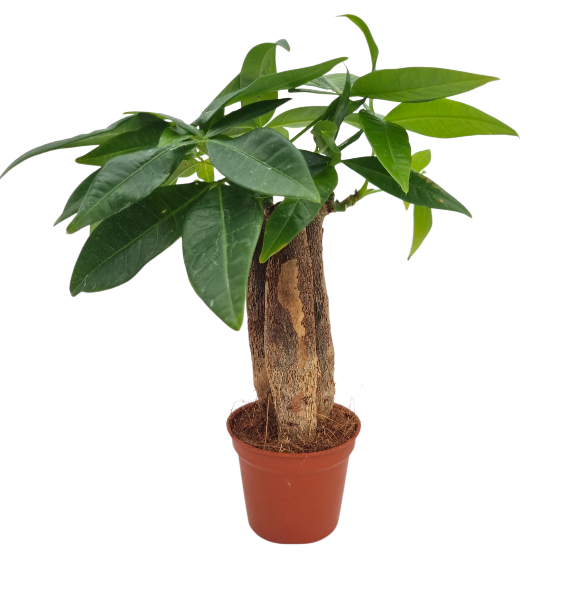Pachira aquatica 15cm 6cm Pot