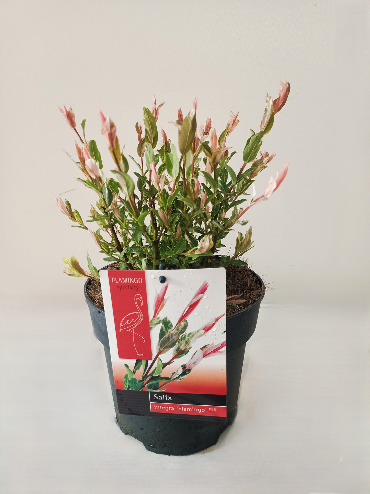 Salix integra Flamingo 50cm 19cm Pot