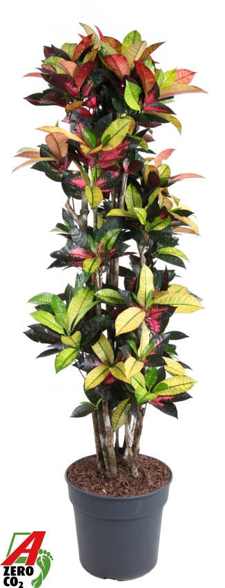 Codiaeum Mrs Iceton branched 160cm 34cm Pot