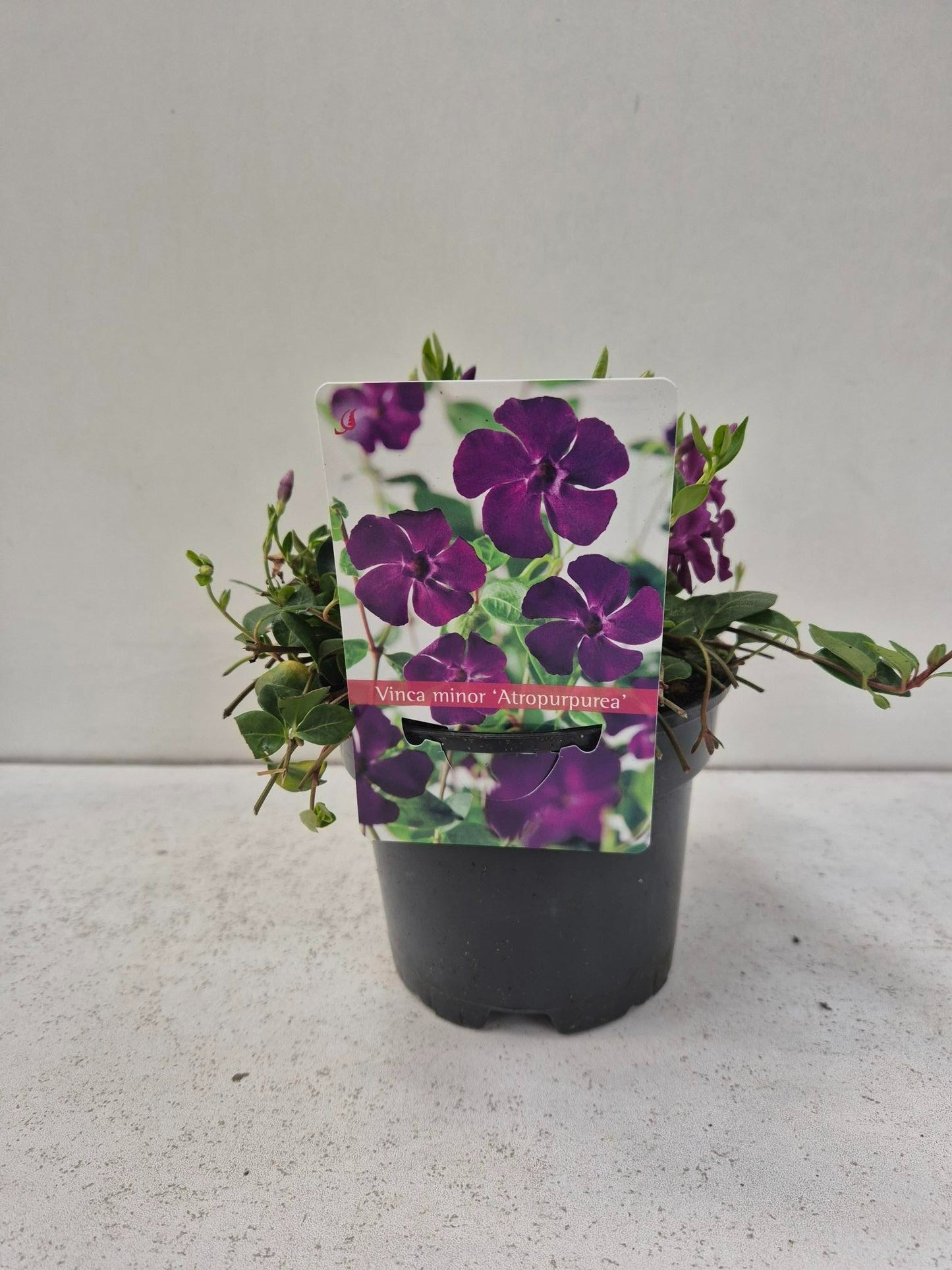 Vinca Atropurpurea 15cm 13cm Pot