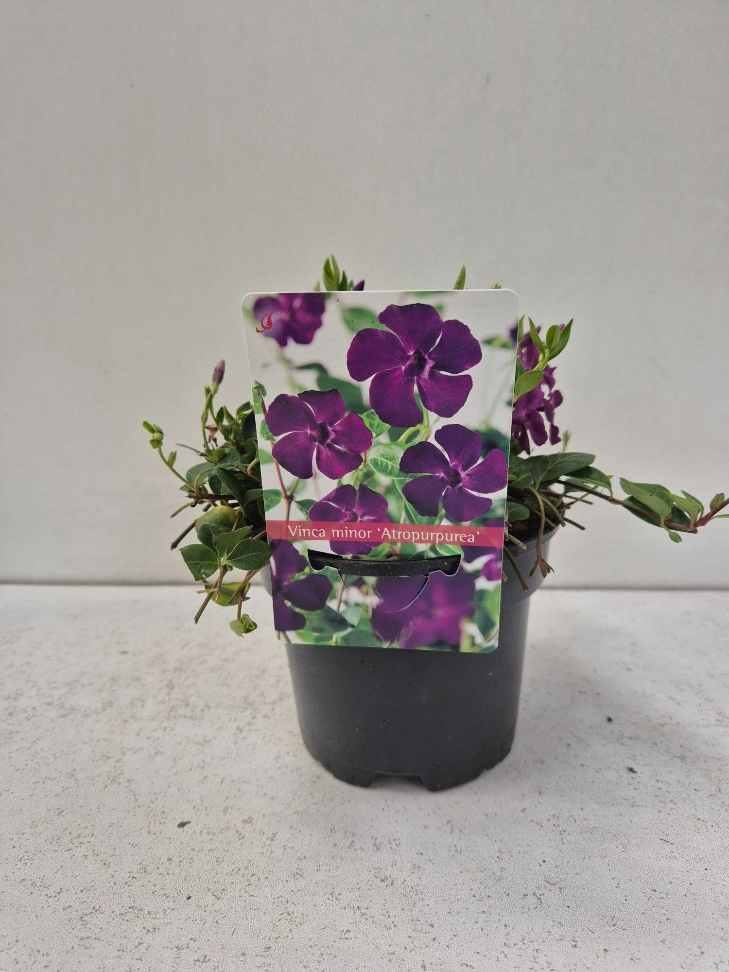 Vinca Atropurpurea 15cm 13cm Pot