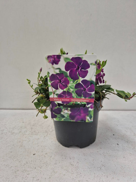 Vinca Atropurpurea 15cm 13cm Pot