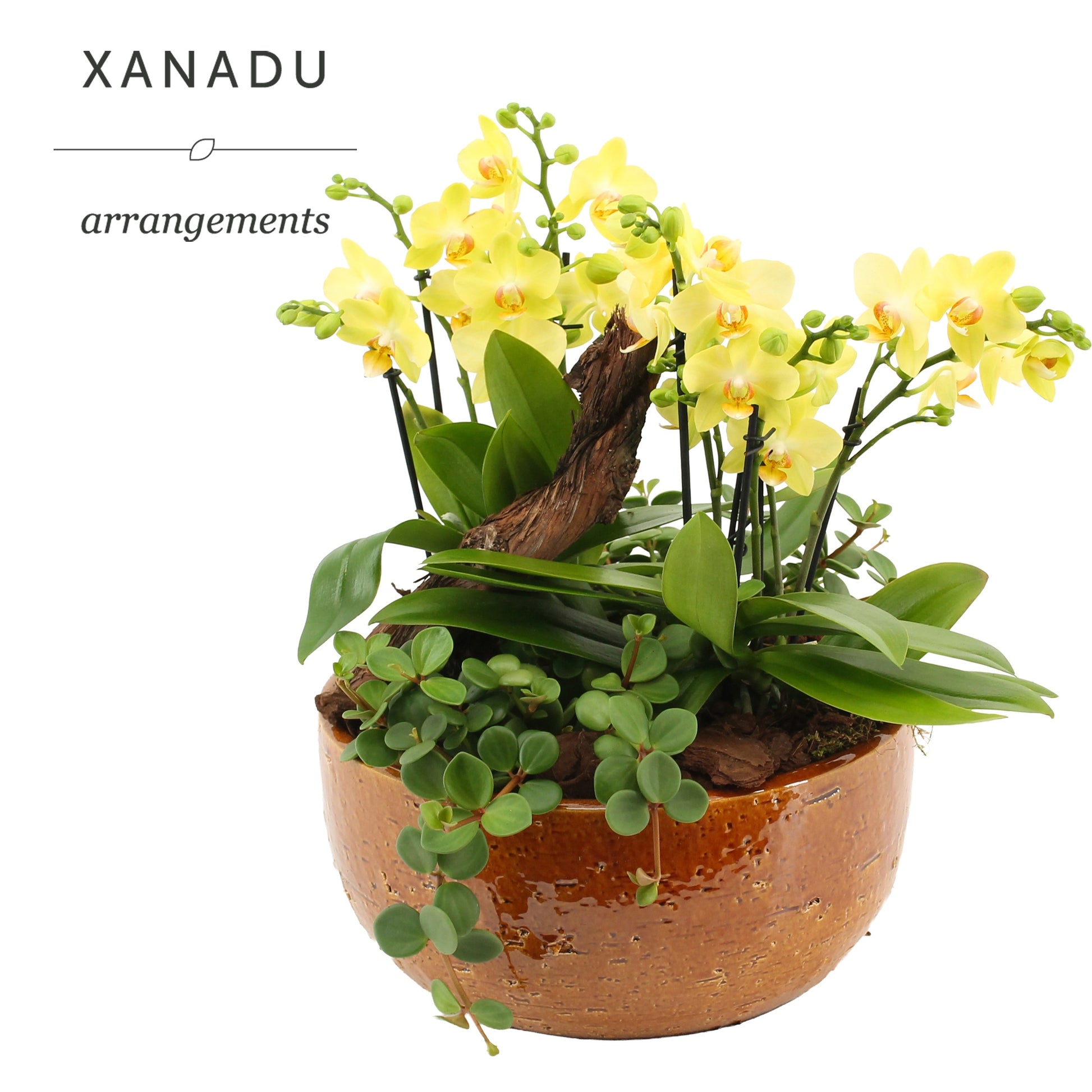Xanadu Lissabon 40cm 28cm Pot