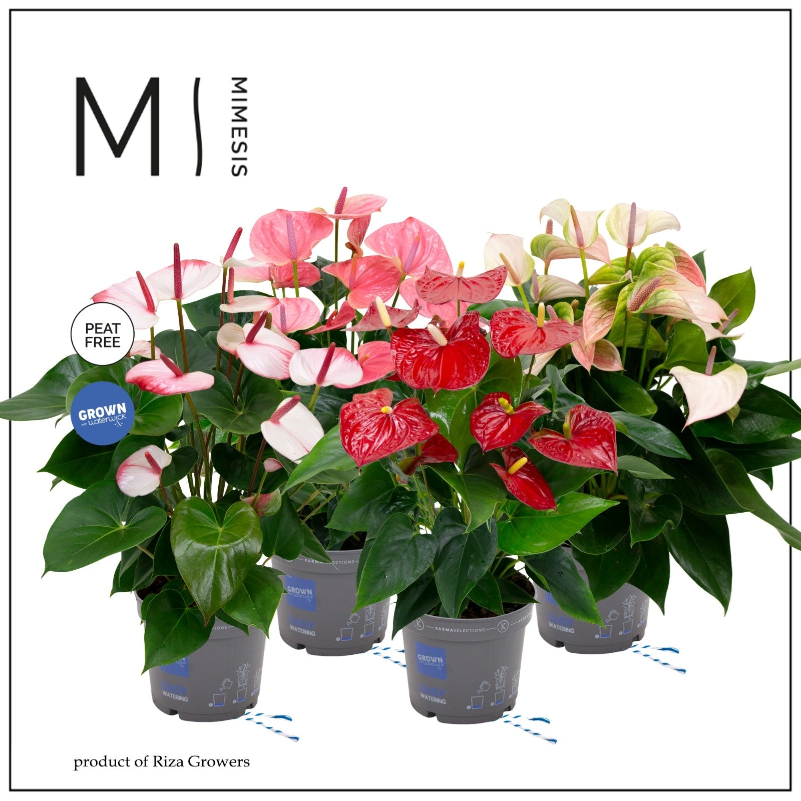 Anthurium mix 55cm 17cm Pot