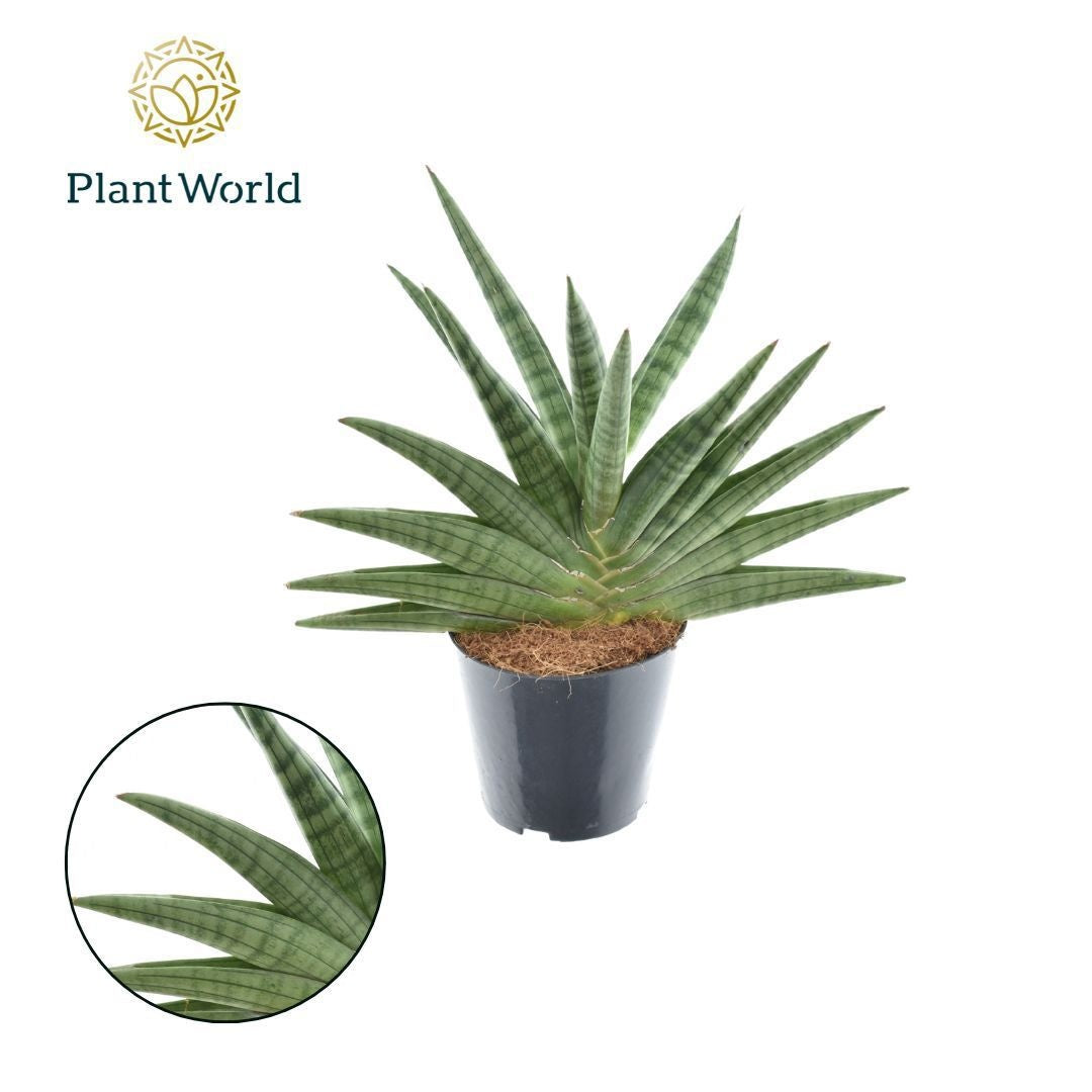 Sansevieria 50cm 14cm Pot
