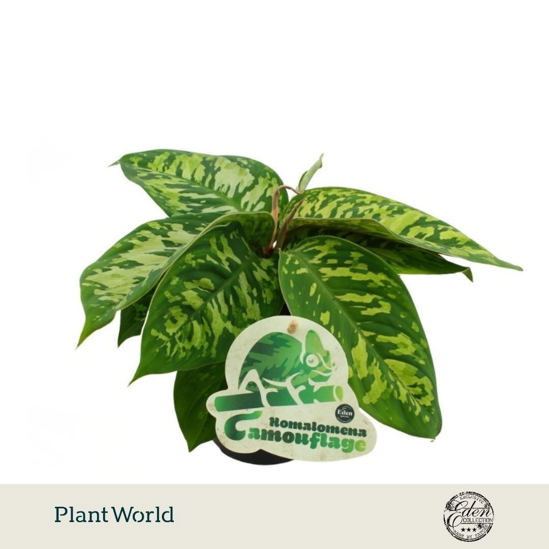 Plantworld Smit Kwekerij Homalomena wal. Camouflage Pack of 10
