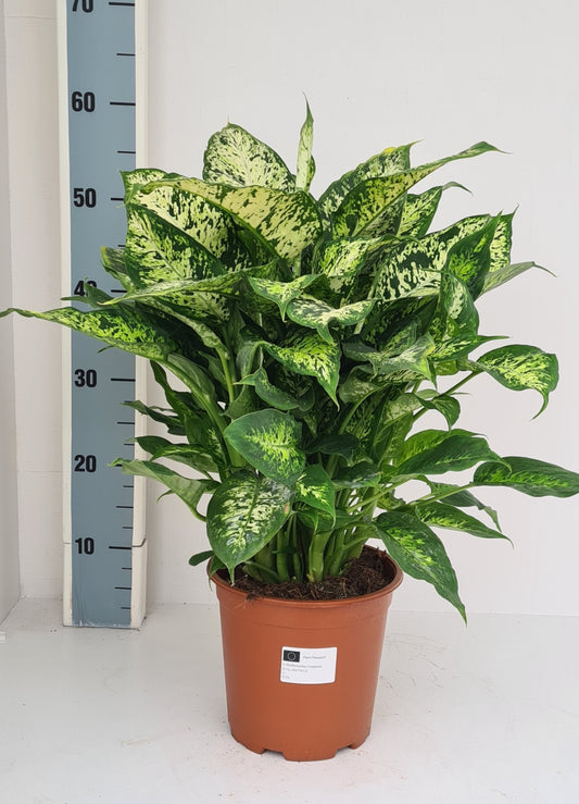 Dieffenbachia Compacta 50cm 19cm Pot
