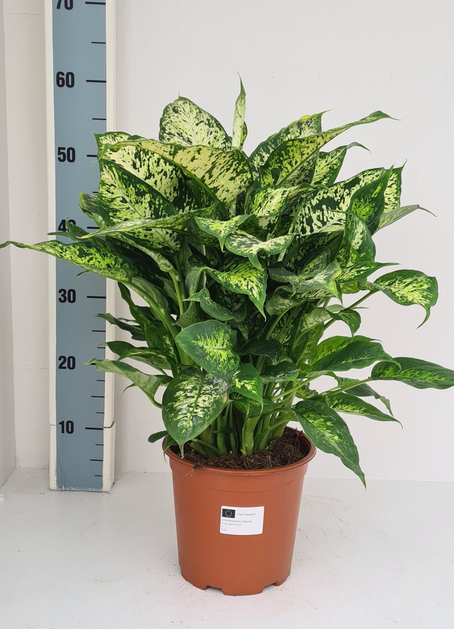 Loo VOF, kwekerij 't Dieffenbachia Compacta Pack of 1