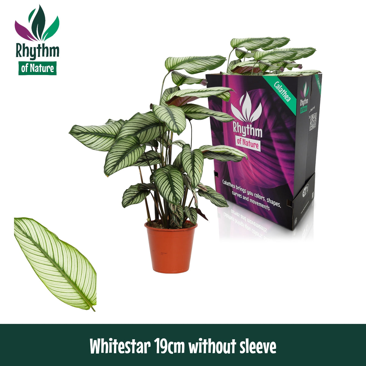 Calathea Whitestar 80cm 19cm Pot
