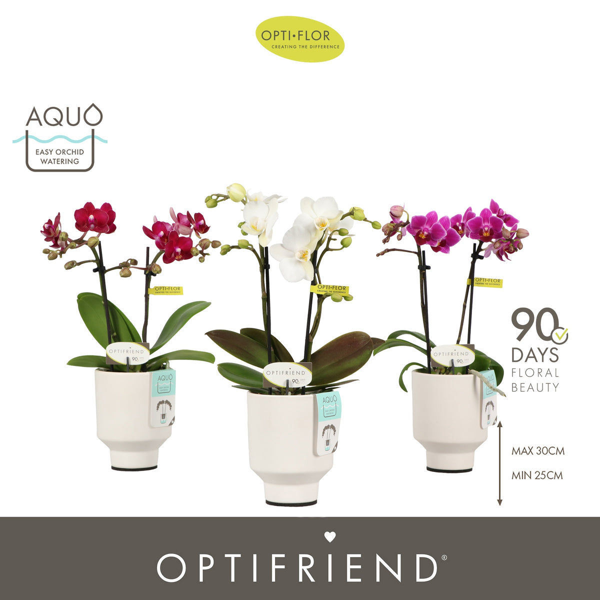 Phalaenopsis mix 25cm 7cm Pot