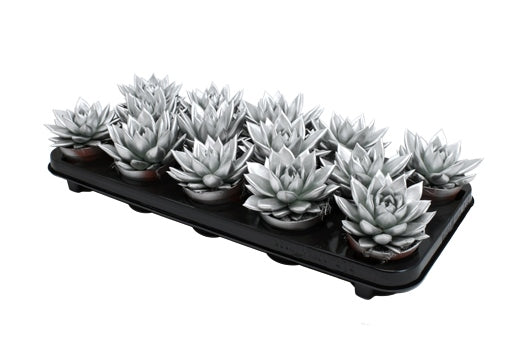 Echeveria Miranda 11cm 8.5cm Pot