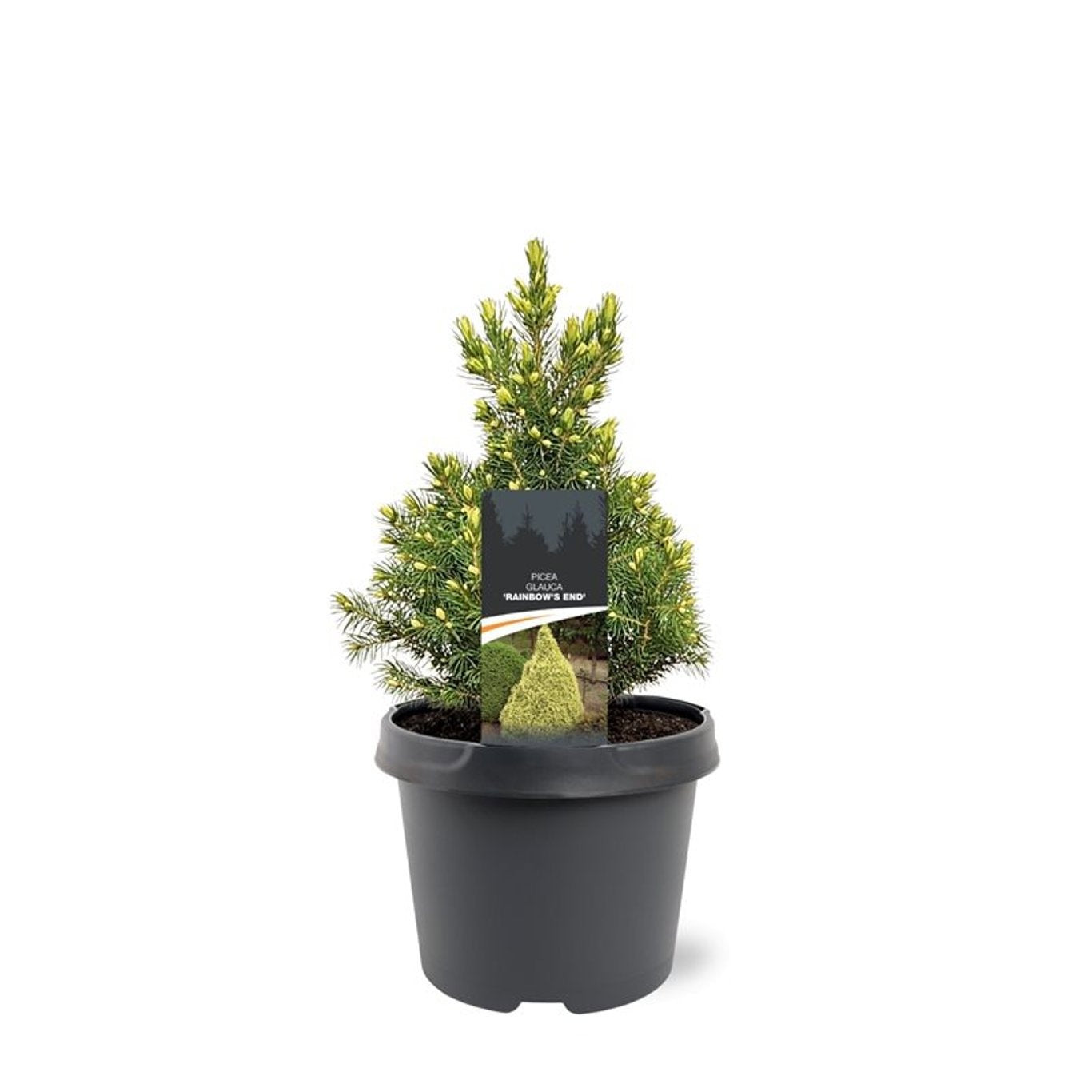 Picea glauca 40cm 19cm Pot