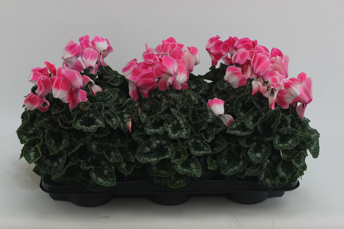 Cyclamen Fusion 30cm 13cm Pot