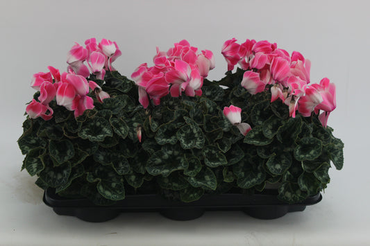 Cyclamen Fusion 30cm 13cm Pot