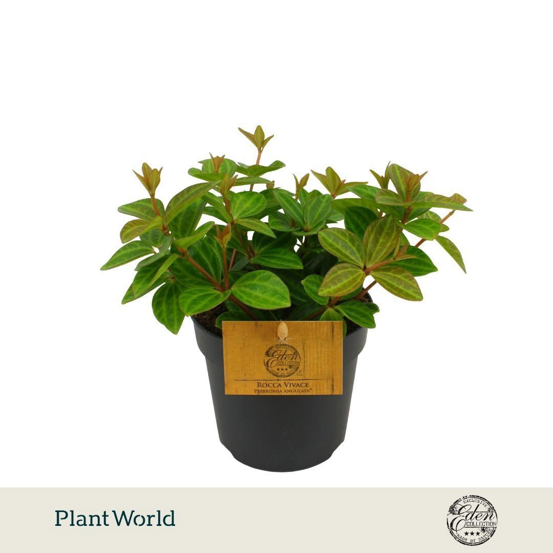 Plantworld Smit Kwekerij Peperomia ang. Rocca Vivace Pack of 8