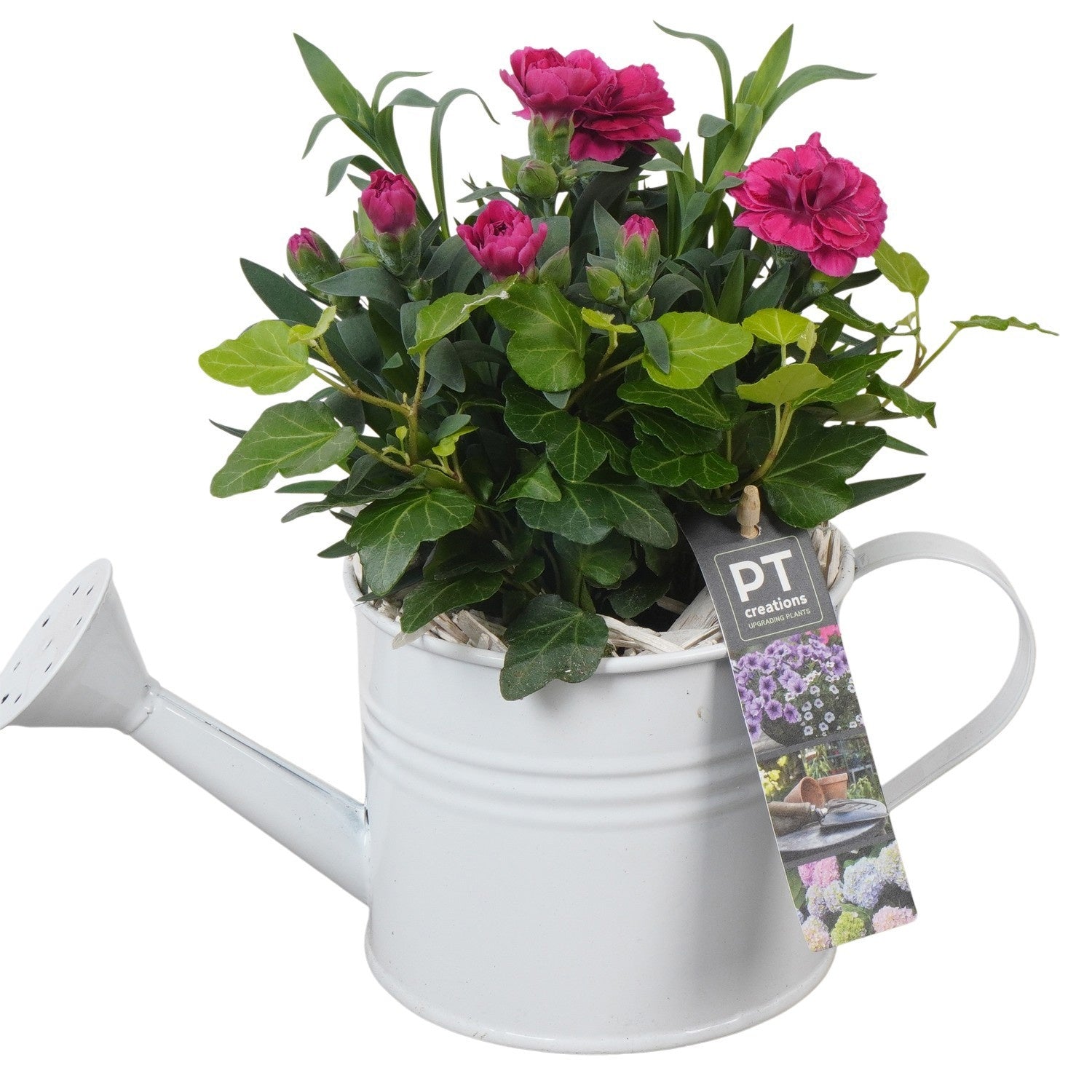 Outdoor arrangement 22cm 12cm Pot