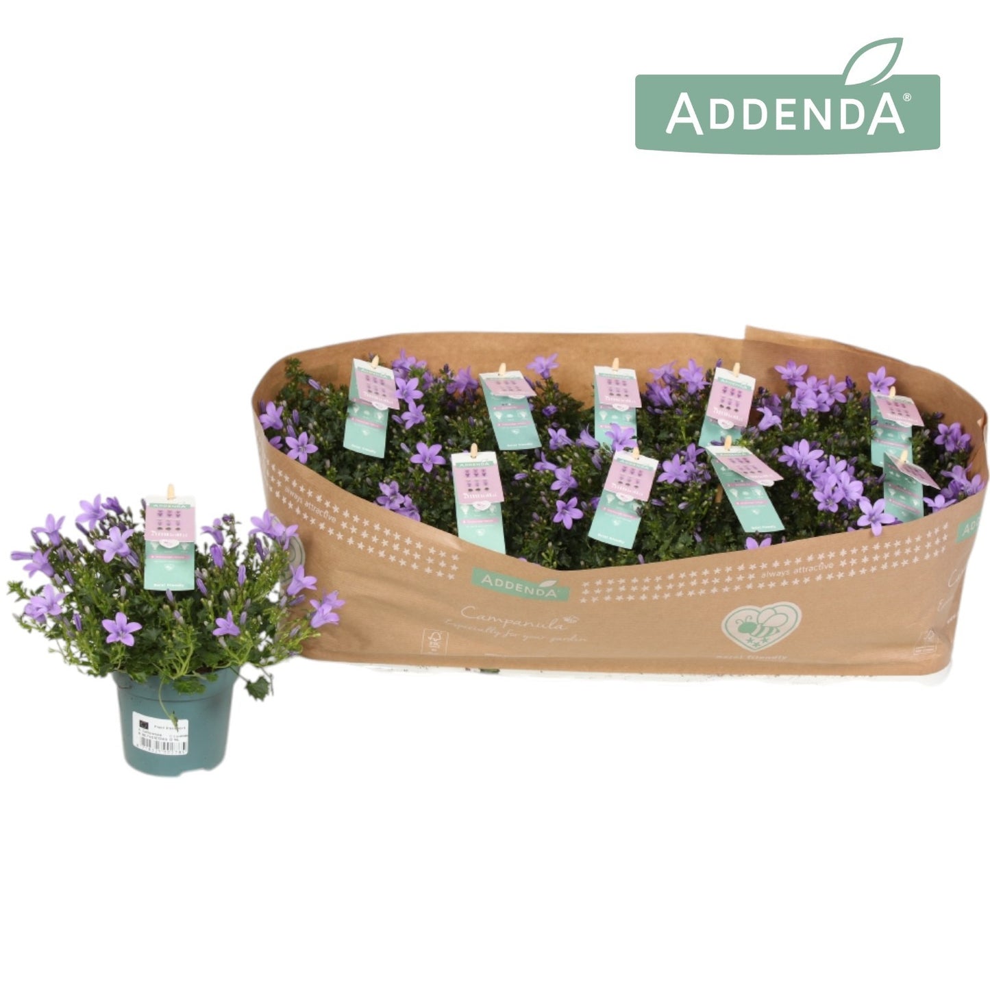 Campanula Ambella lavender 22cm 510cm Pot