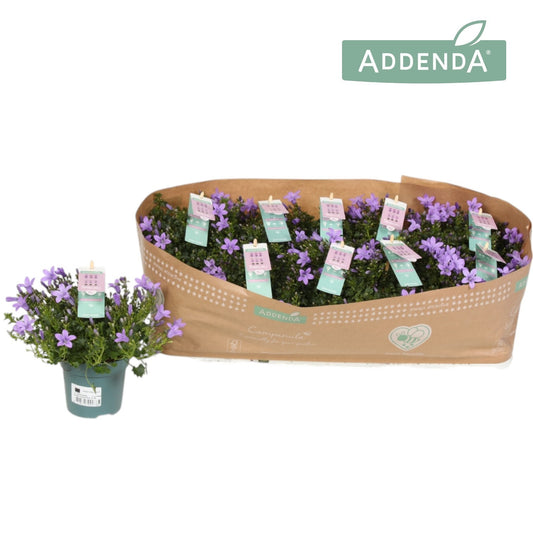 Campanula Ambella lavender 22cm 510cm Pot