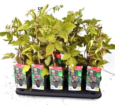 Rubus Thornfree 50cm 12cm Pot