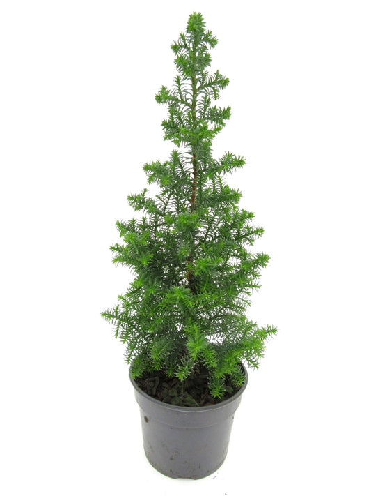 Chamaecyparis thy. Top Point 28cm 9cm Pot