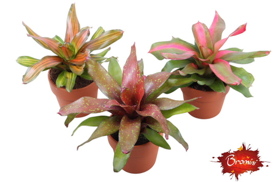 Neoregelia mix 35cm 15cm Pot