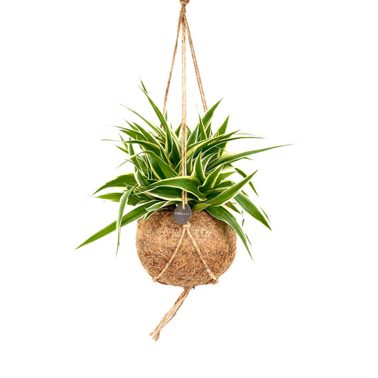 Chlorophytum Ocean 20cm 15cm Pot