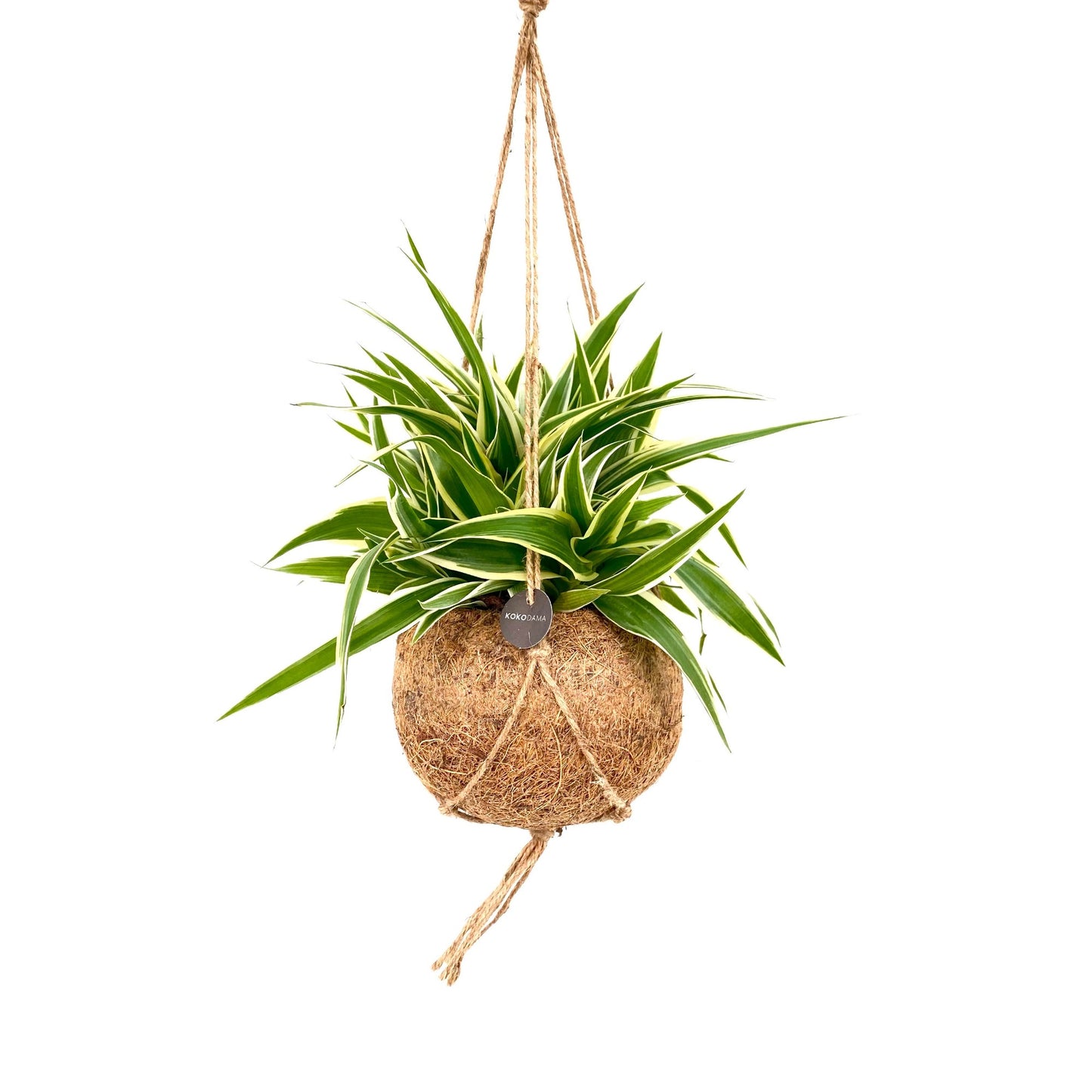 Chlorophytum Ocean 20cm 15cm Pot