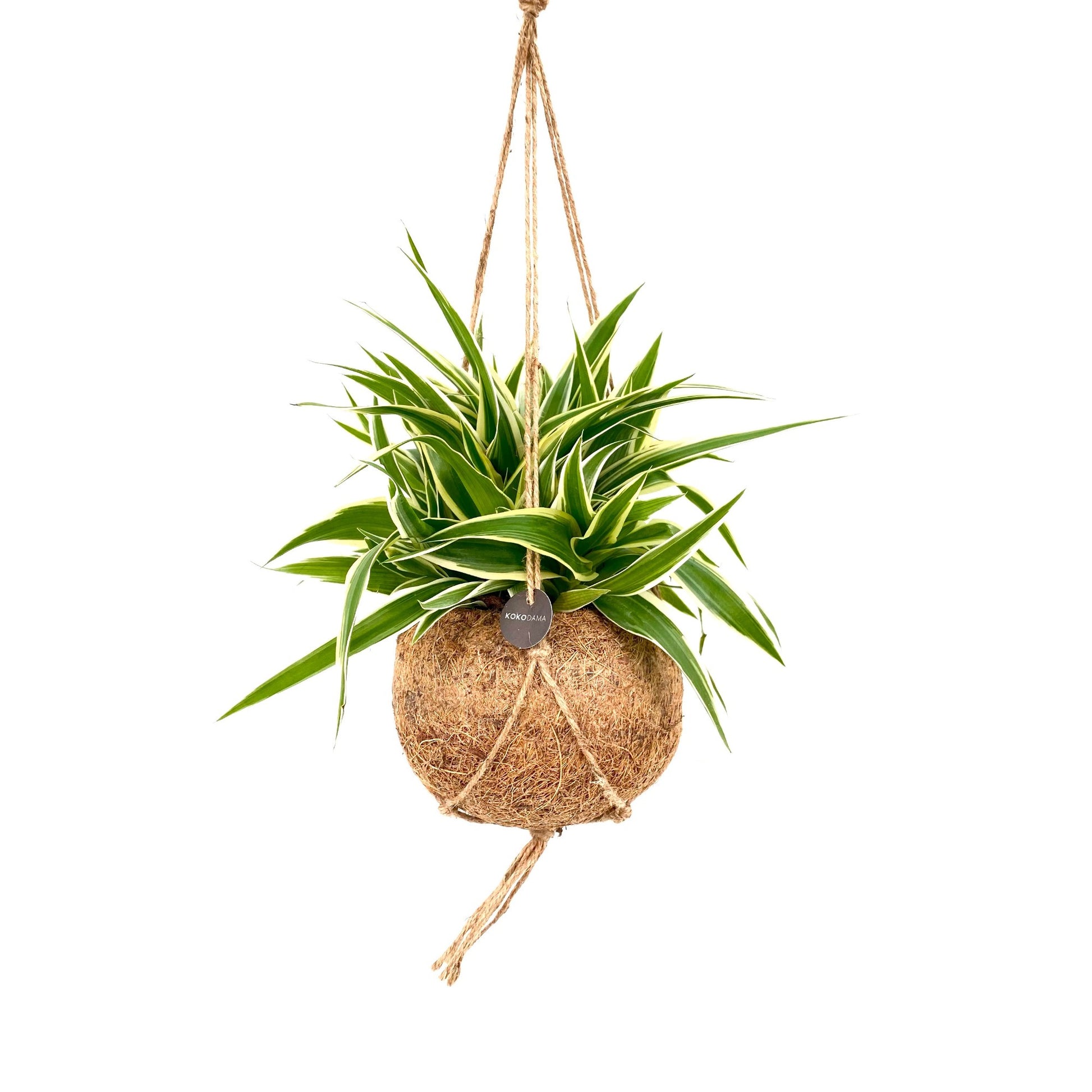 Chlorophytum Ocean 20cm 15cm Pot