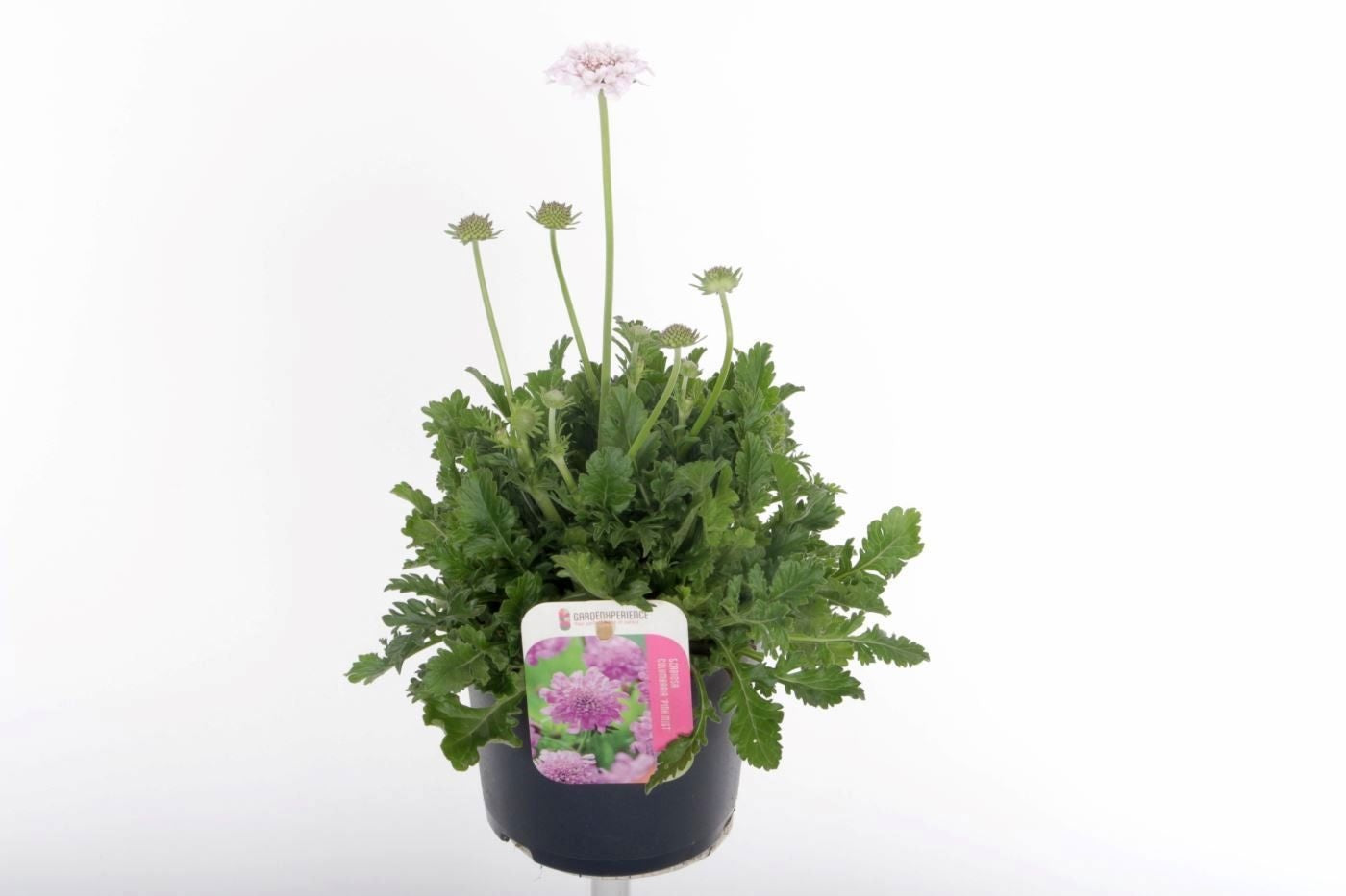 Scabiosa Pink Mist 30cm 13cm Pot