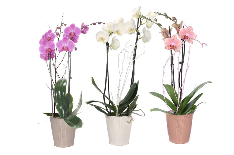 Phalaenopsis mix 55cm 12cm Pot