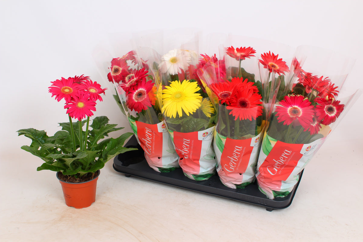 Gerbera Colourgame mix 40cm 12cm Pot