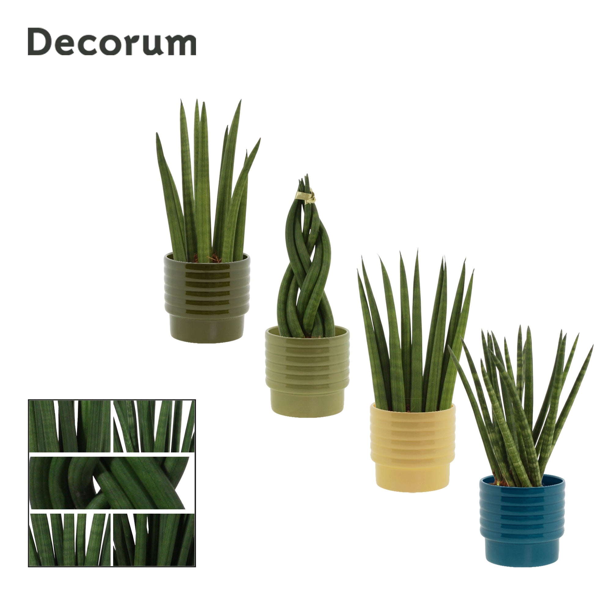 Duijn-Hove BV, kwekerij Sansevieria cylindrica Pack of 8
