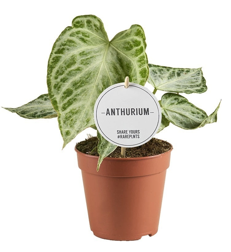 Anthurium andraeanum 25cm 12cm Pot