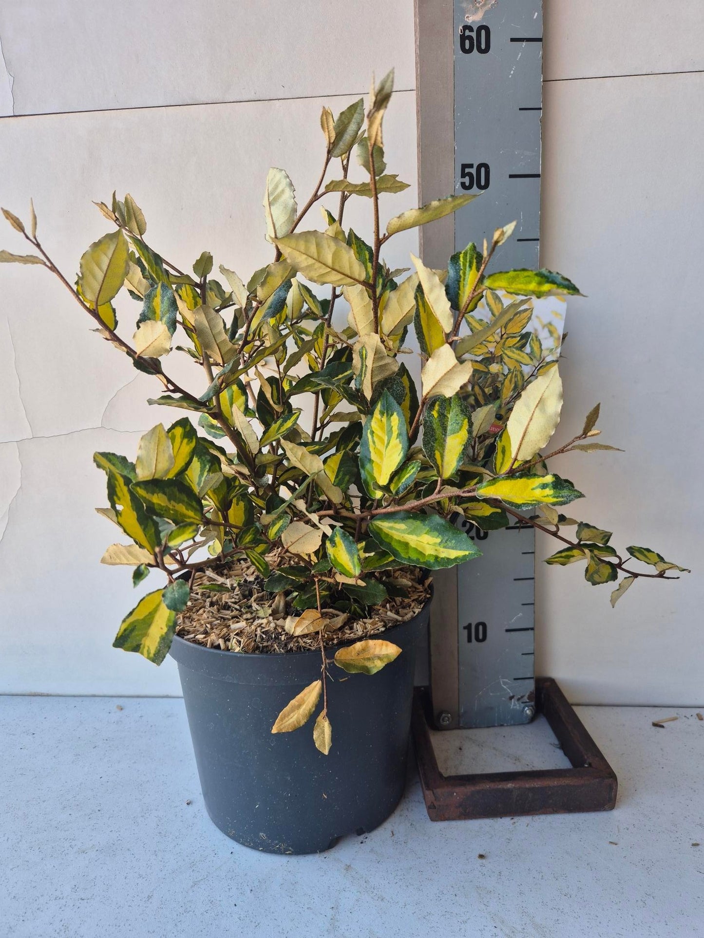 Elaeagnus pun. Maculata 55cm 23cm Pot
