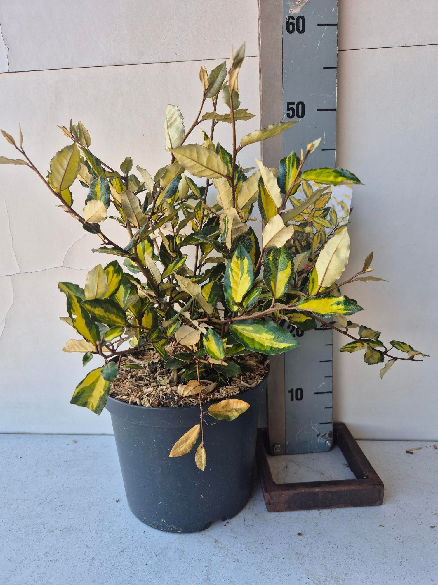 Elaeagnus pun. Maculata 55cm 23cm Pot